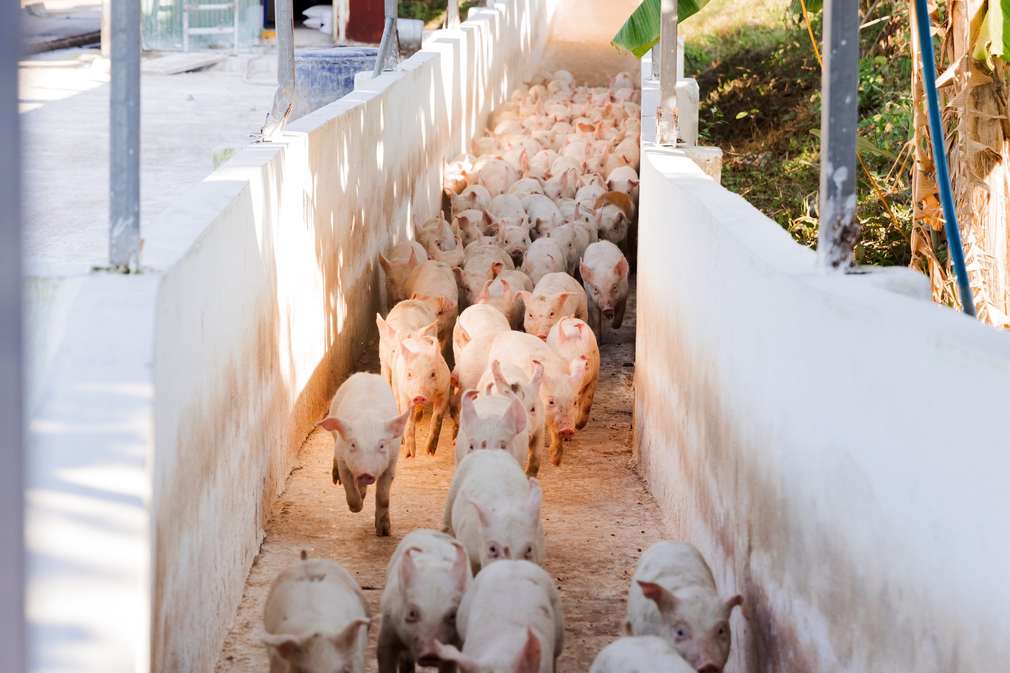 Mỗi 100 đồng vốn "đẻ" ra 83 đồng lãi: Hé lộ "cỗ máy in tiền" phía sau lợi nhuận khủng- Ảnh 2.