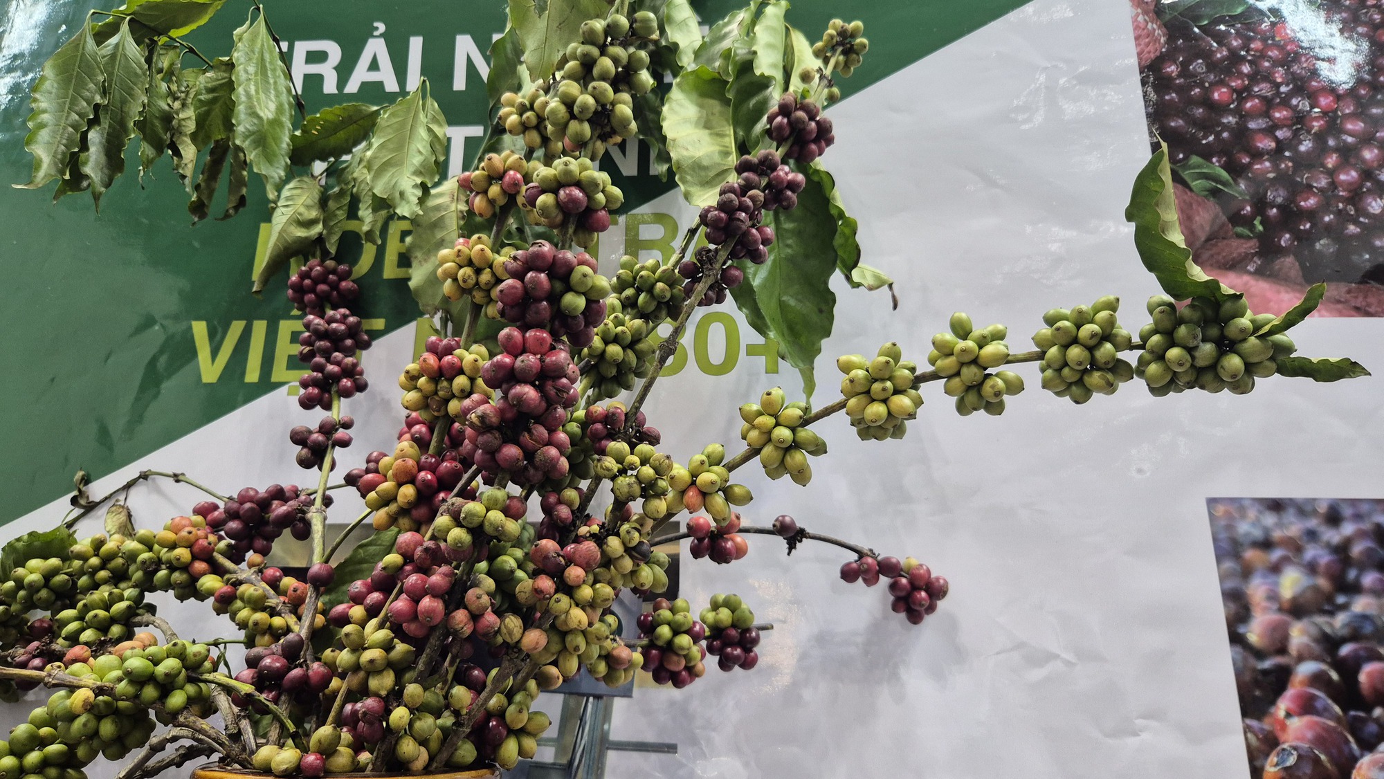 Năm hoàng kim của cà phê Việt Nam- Ảnh 1. Năm hoàng kim của cà phê Việt Nam- Ảnh 1.