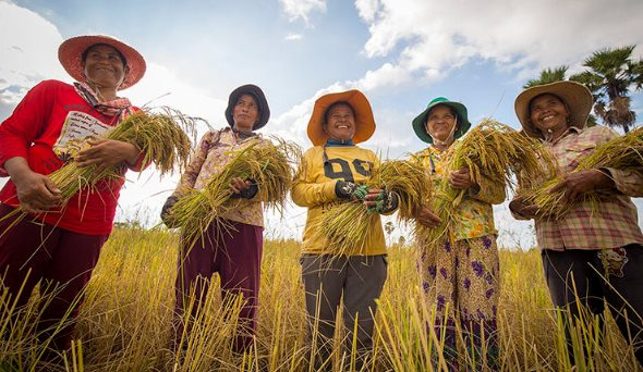 Một mặt hàng 300.000 tấn của Campuchia nhận tin vui lớn từ Việt Nam- Ảnh 1.