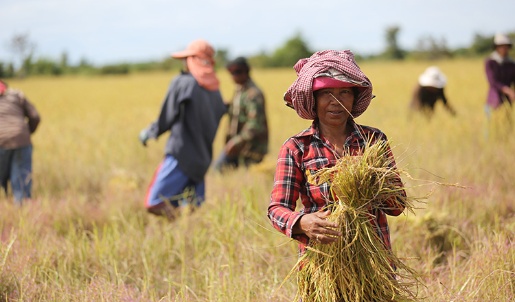 Một mặt hàng 300.000 tấn của Campuchia nhận tin vui lớn từ Việt Nam- Ảnh 2.