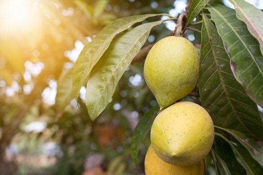 3 loại cây 'đẻ ra vàng' nên trồng trong nhà: Không chỉ 'hút' tài lộc mà còn bồi bổ sức khỏe- Ảnh 2.
