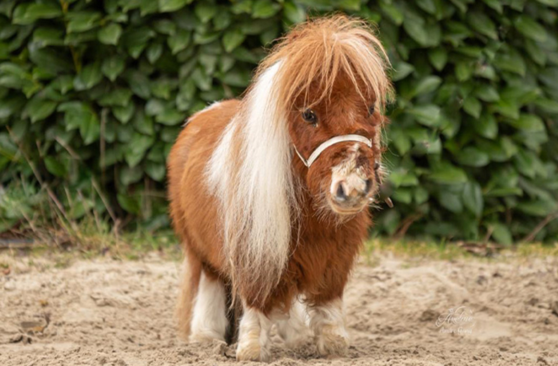 Ngộ nghĩnh chú ngựa lùn nhất thế giới - Ảnh 1.