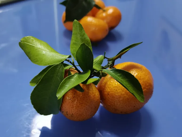 Loại trái cây “chiếm sóng” mọi buổi tụ họp Tết nhưng ăn quá tay lại gây bệnh, không biết là thiệt thòi - Ảnh 2.