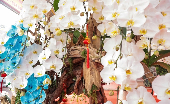 Những thú chơi xa xỉ ngày Tết của đại gia Việt- Ảnh 1.