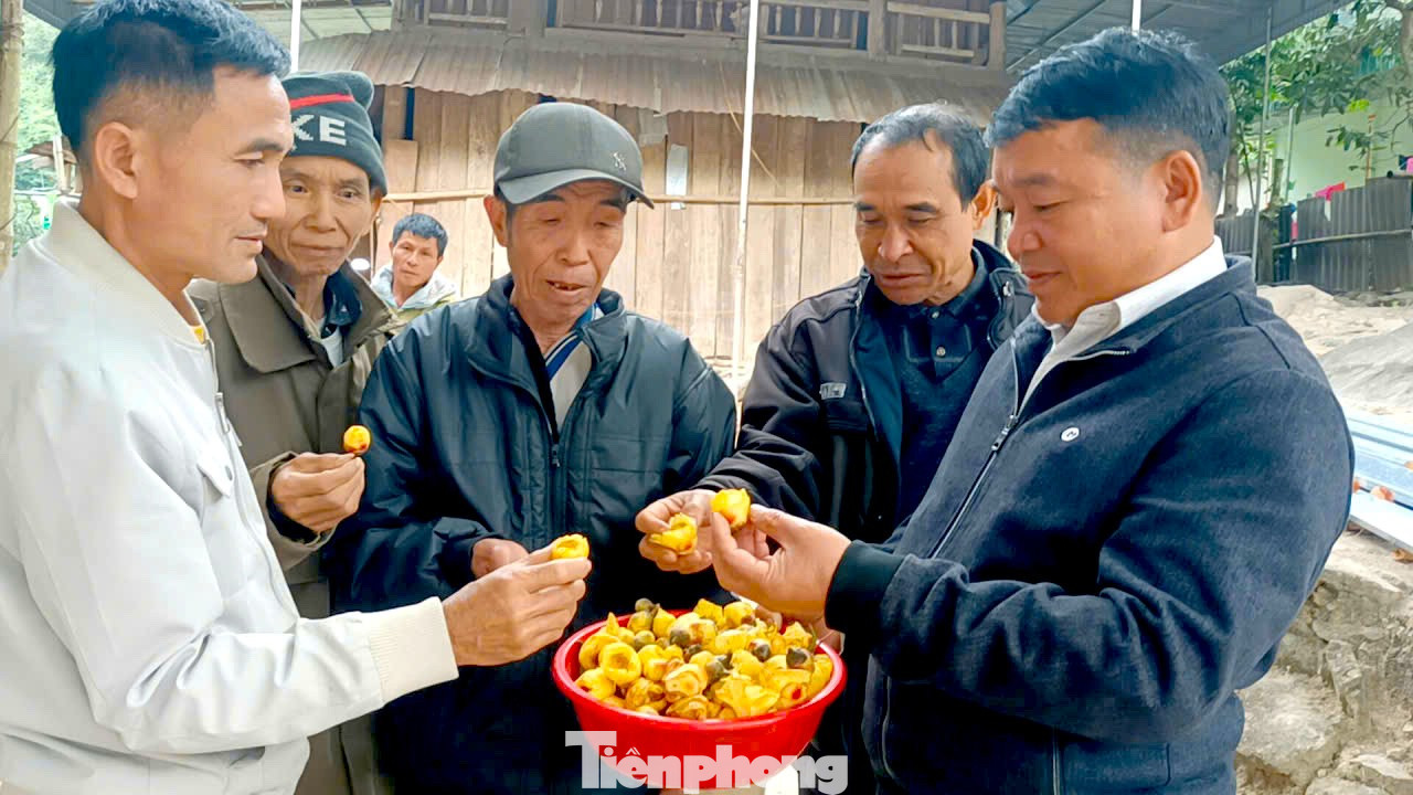 Vào rừng hái chè hoa vàng kiếm bộn tiền- Ảnh 5.