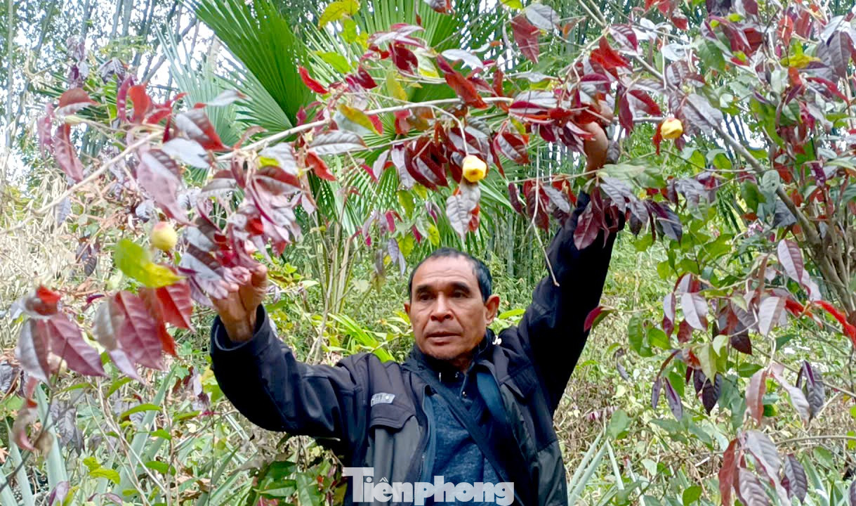 Vào rừng hái chè hoa vàng kiếm bộn tiền- Ảnh 1.