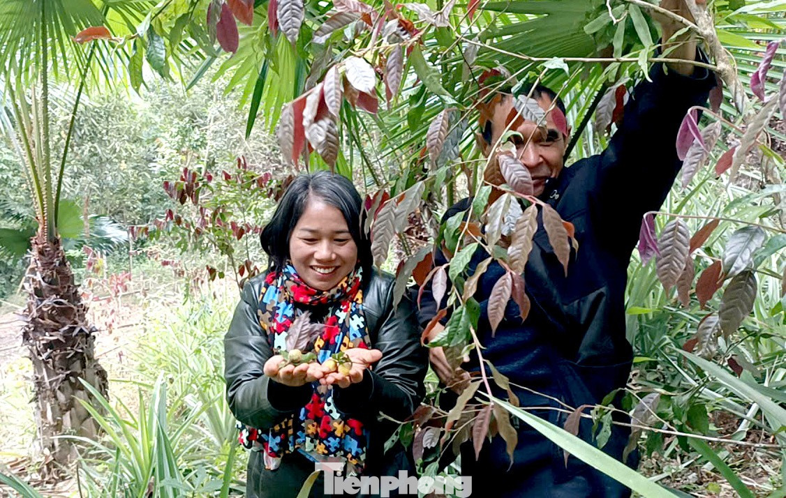 Vào rừng hái chè hoa vàng kiếm bộn tiền- Ảnh 2.