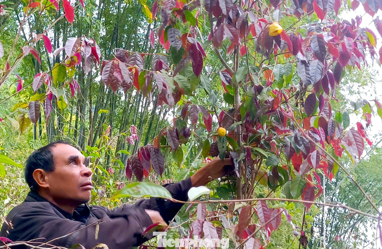 Vào rừng hái chè hoa vàng kiếm bộn tiền- Ảnh 4.