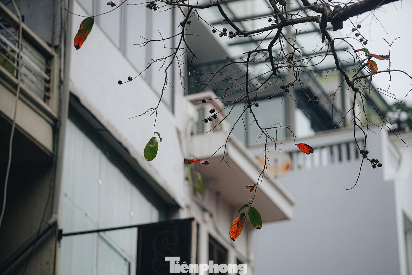 Vẻ đẹp hiếm có của Hà Nội trong buổi sáng đầu năm- Ảnh 6.