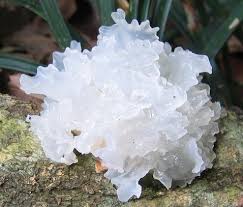 Phụ nữ nên ăn nhiều “3 loại thực phẩm” này để bổ khí, dưỡng nhan: Hiệu quả còn hơn đắp mặt nạ! - Ảnh 2.