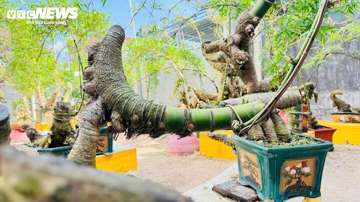 ‘Hô biến’ gốc tre thành tác phẩm bonsai độc đáo- Ảnh 4.