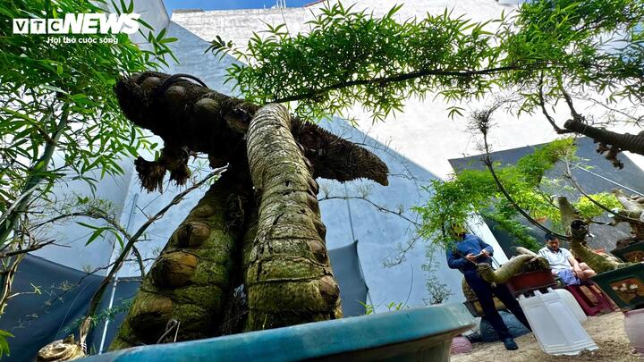 ‘Hô biến’ gốc tre thành tác phẩm bonsai độc đáo- Ảnh 7.