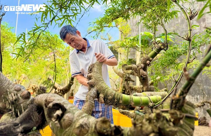 ‘Hô biến’ gốc tre thành tác phẩm bonsai độc đáo- Ảnh 10.