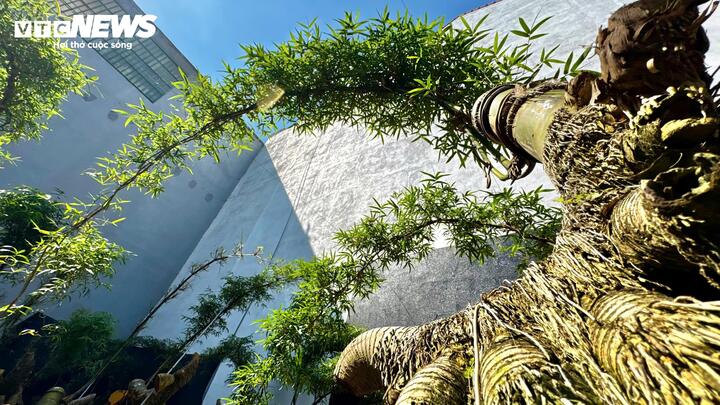 ‘Hô biến’ gốc tre thành tác phẩm bonsai độc đáo- Ảnh 6.