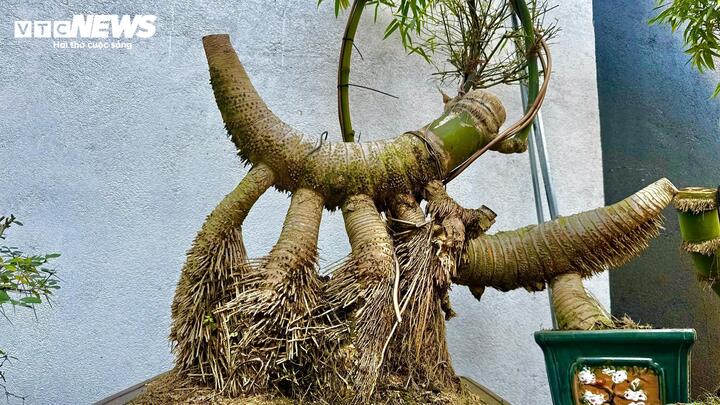 ‘Hô biến’ gốc tre thành tác phẩm bonsai độc đáo- Ảnh 3.