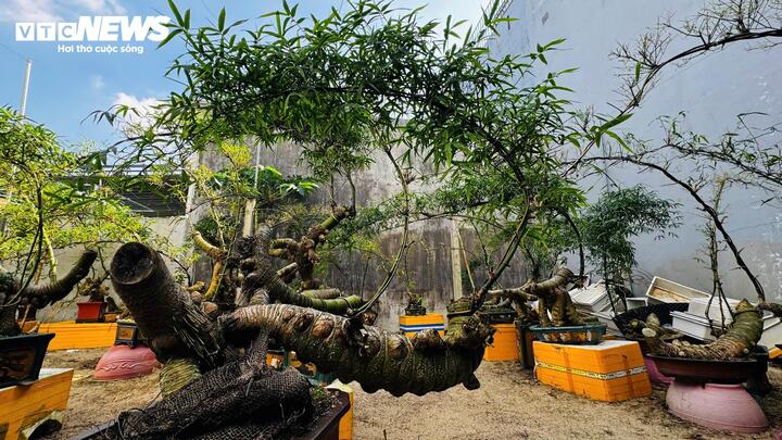 ‘Hô biến’ gốc tre thành tác phẩm bonsai độc đáo- Ảnh 9.