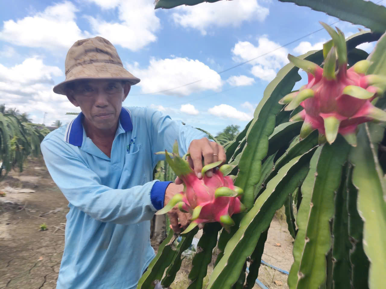 Giá thanh long Tây Ninh Tết Bính Ngọ 2026 và những lo lắng của nông dân - Ảnh 2.