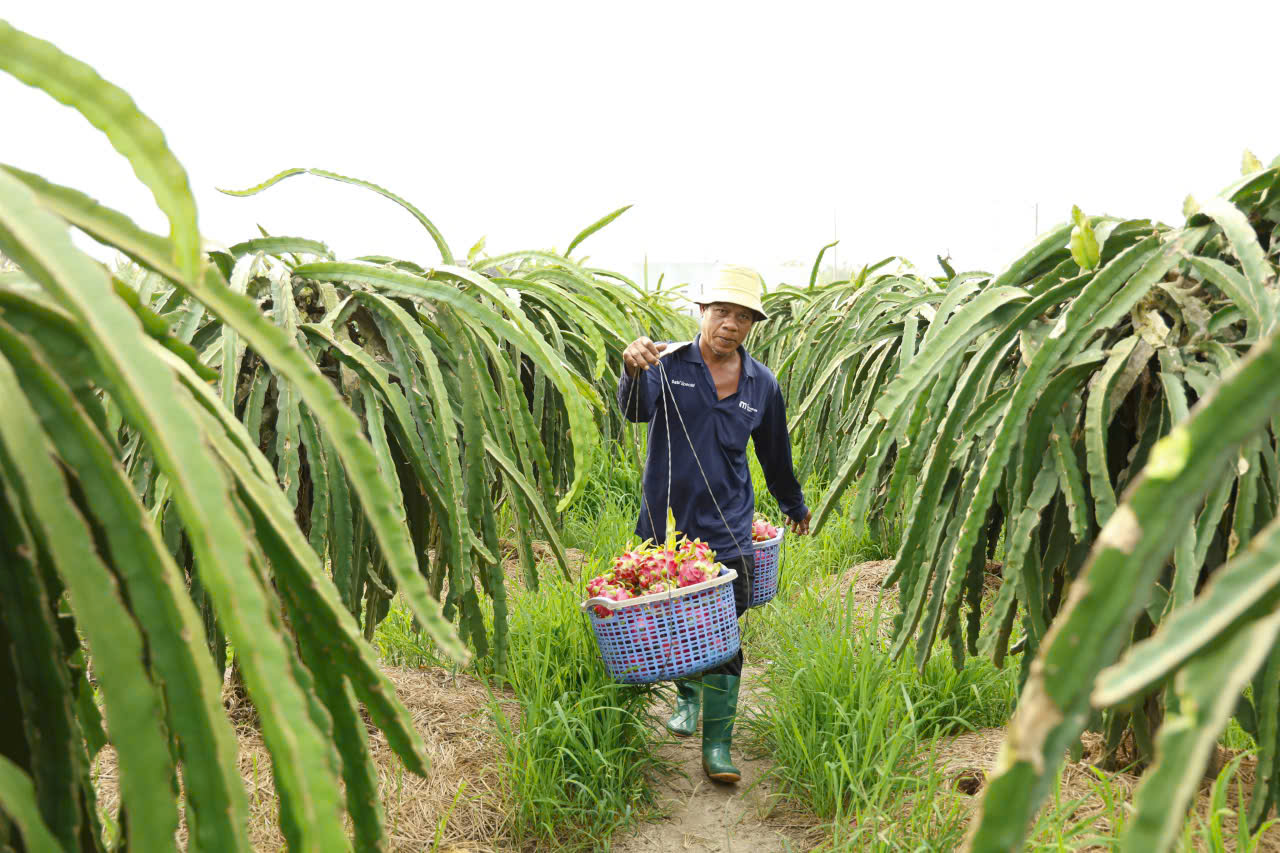 Giá thanh long Tây Ninh Tết Bính Ngọ 2026 và những lo lắng của nông dân - Ảnh 3.