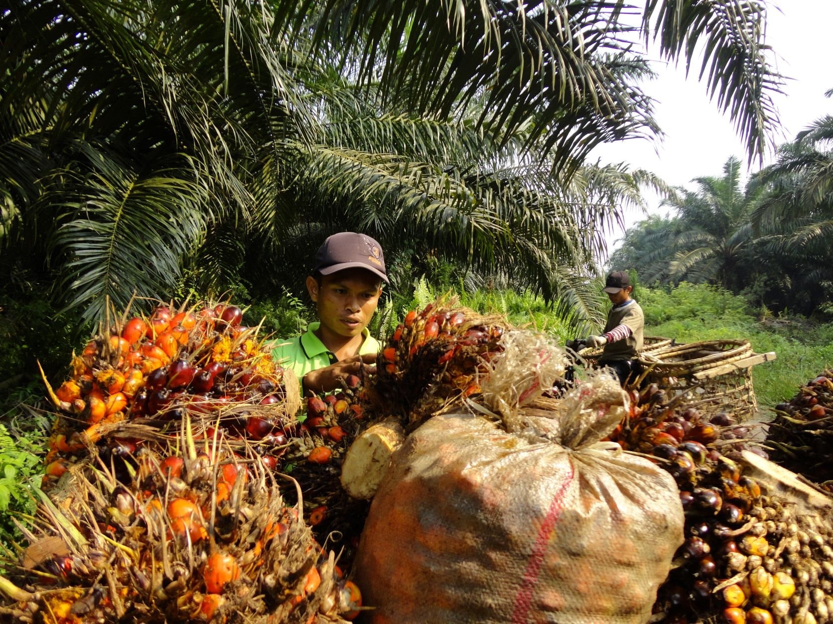 Một quốc gia Đông Nam Á vừa chính thức đạt được thỏa thuận thương mại với Mỹ: Thuế 19% - riêng nông sản được miễn thuế- Ảnh 2.