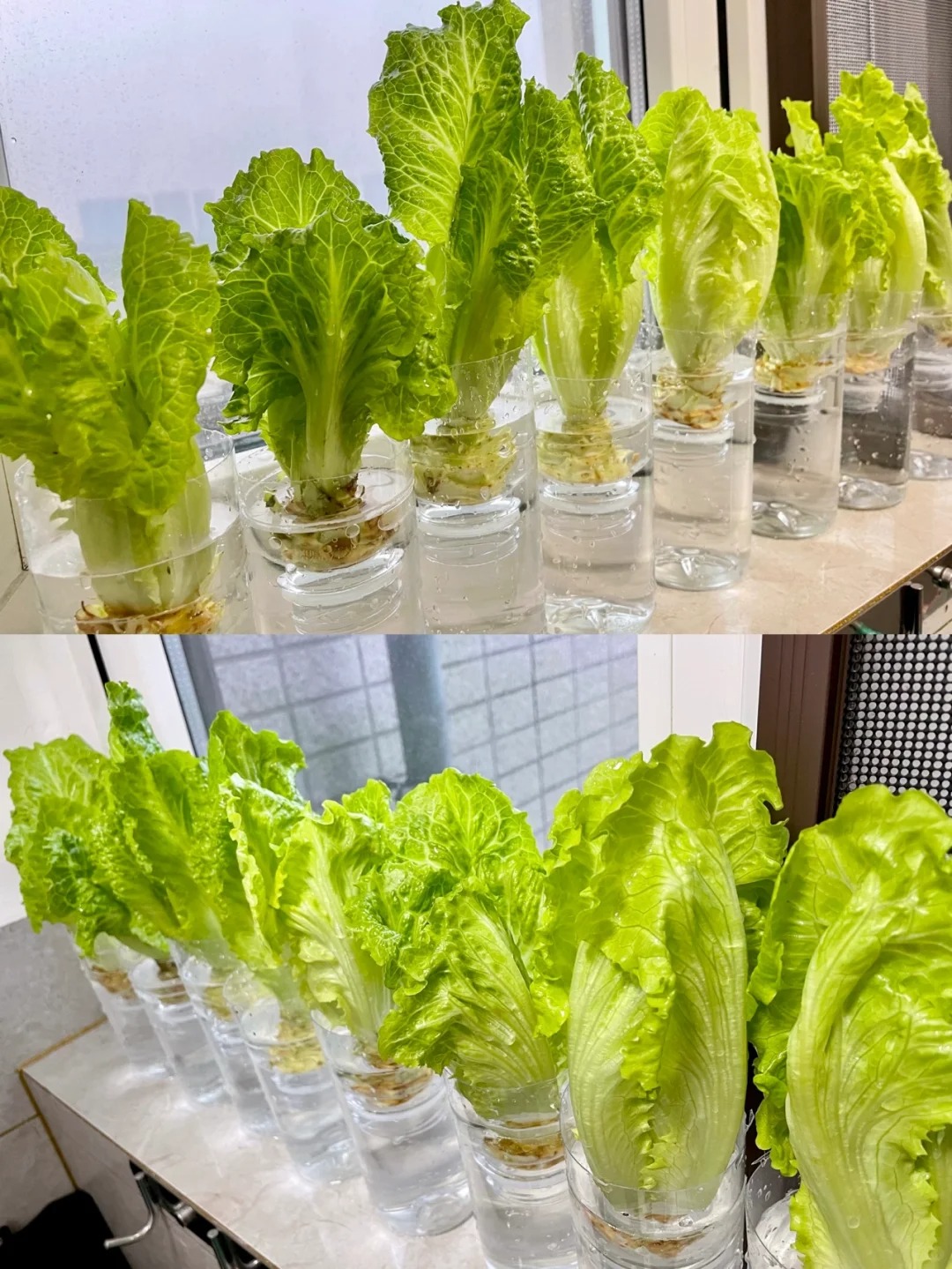 Từ chê “trồng rau là phong trào” đến nghiện thu hoạch: Lần đầu tôi hiểu vì sao người thành phố mê làm nông tại nhà- Ảnh 11.