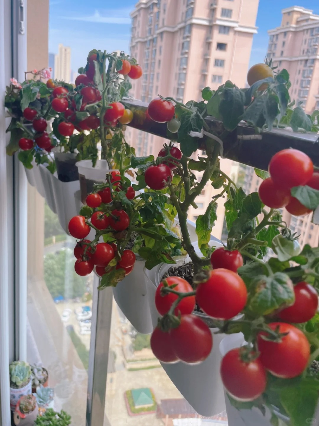 Từ chê “trồng rau là phong trào” đến nghiện thu hoạch: Lần đầu tôi hiểu vì sao người thành phố mê làm nông tại nhà- Ảnh 7.