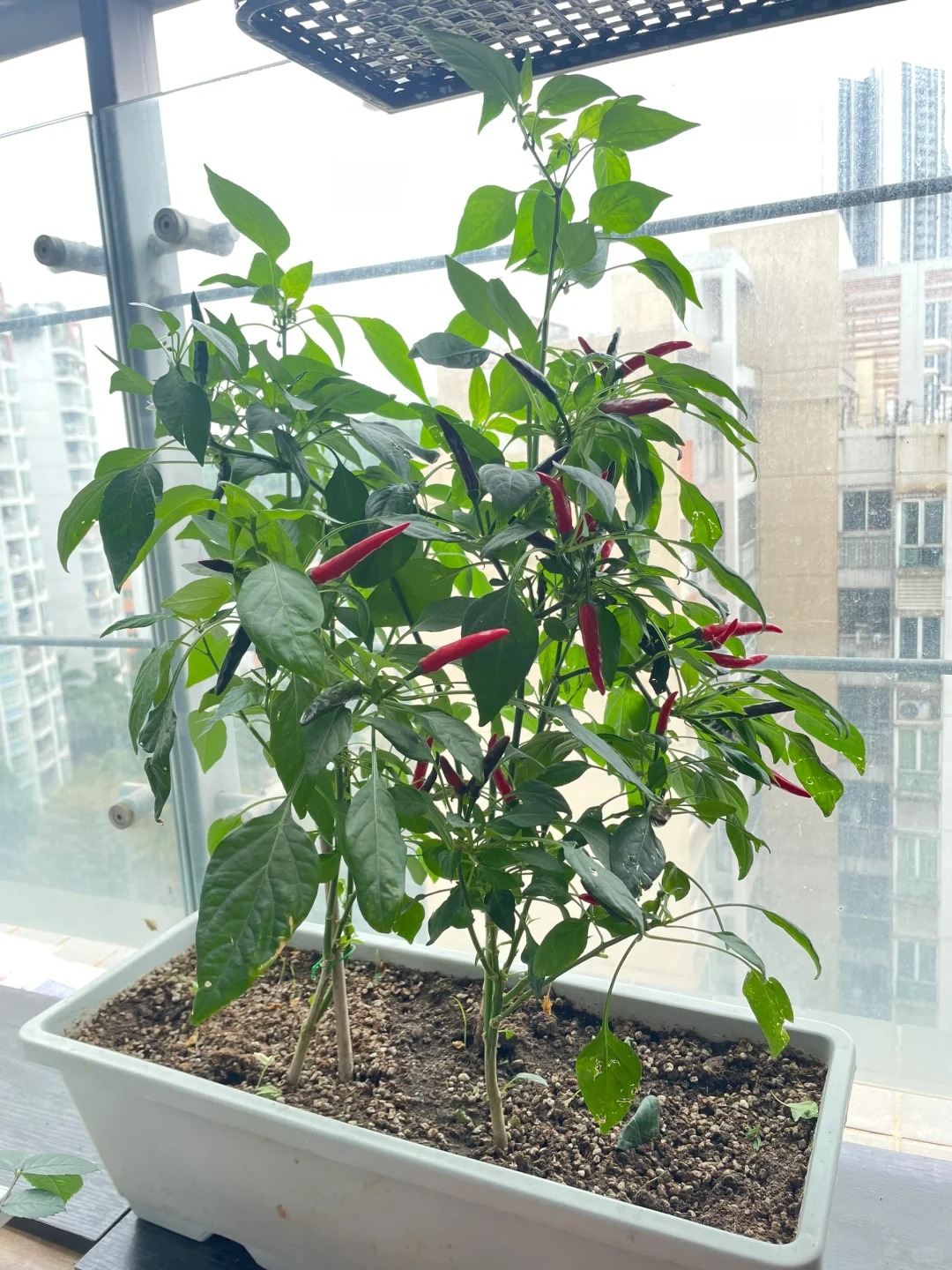 Từ chê “trồng rau là phong trào” đến nghiện thu hoạch: Lần đầu tôi hiểu vì sao người thành phố mê làm nông tại nhà- Ảnh 6.