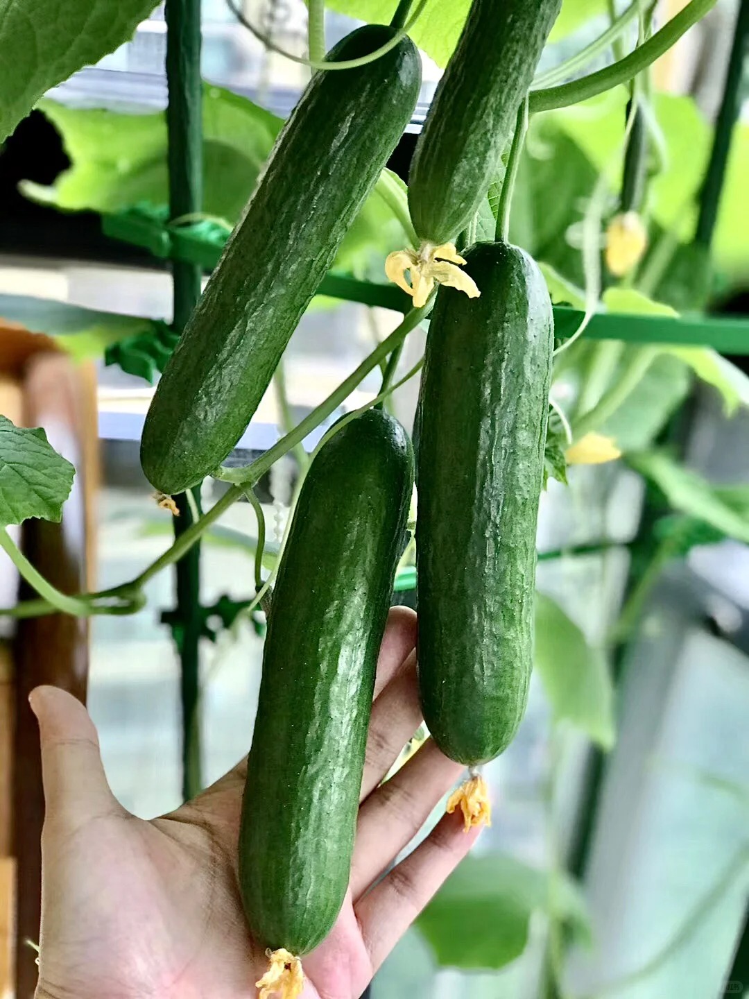 Từ chê “trồng rau là phong trào” đến nghiện thu hoạch: Lần đầu tôi hiểu vì sao người thành phố mê làm nông tại nhà- Ảnh 8.