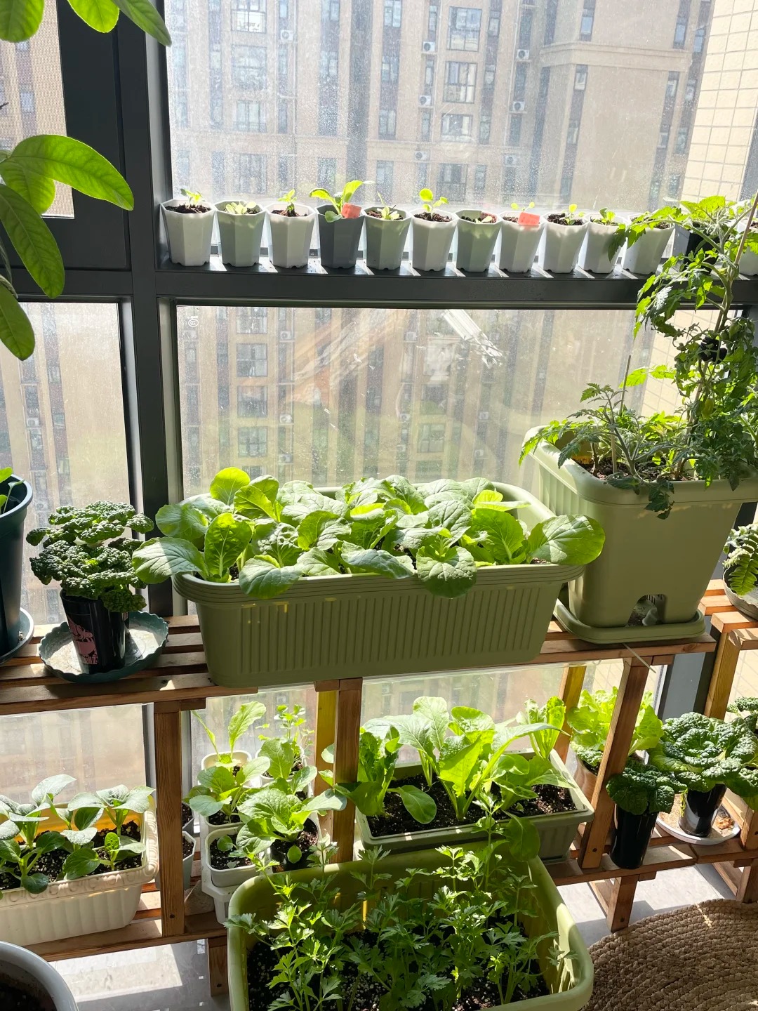 Từ chê “trồng rau là phong trào” đến nghiện thu hoạch: Lần đầu tôi hiểu vì sao người thành phố mê làm nông tại nhà- Ảnh 2.