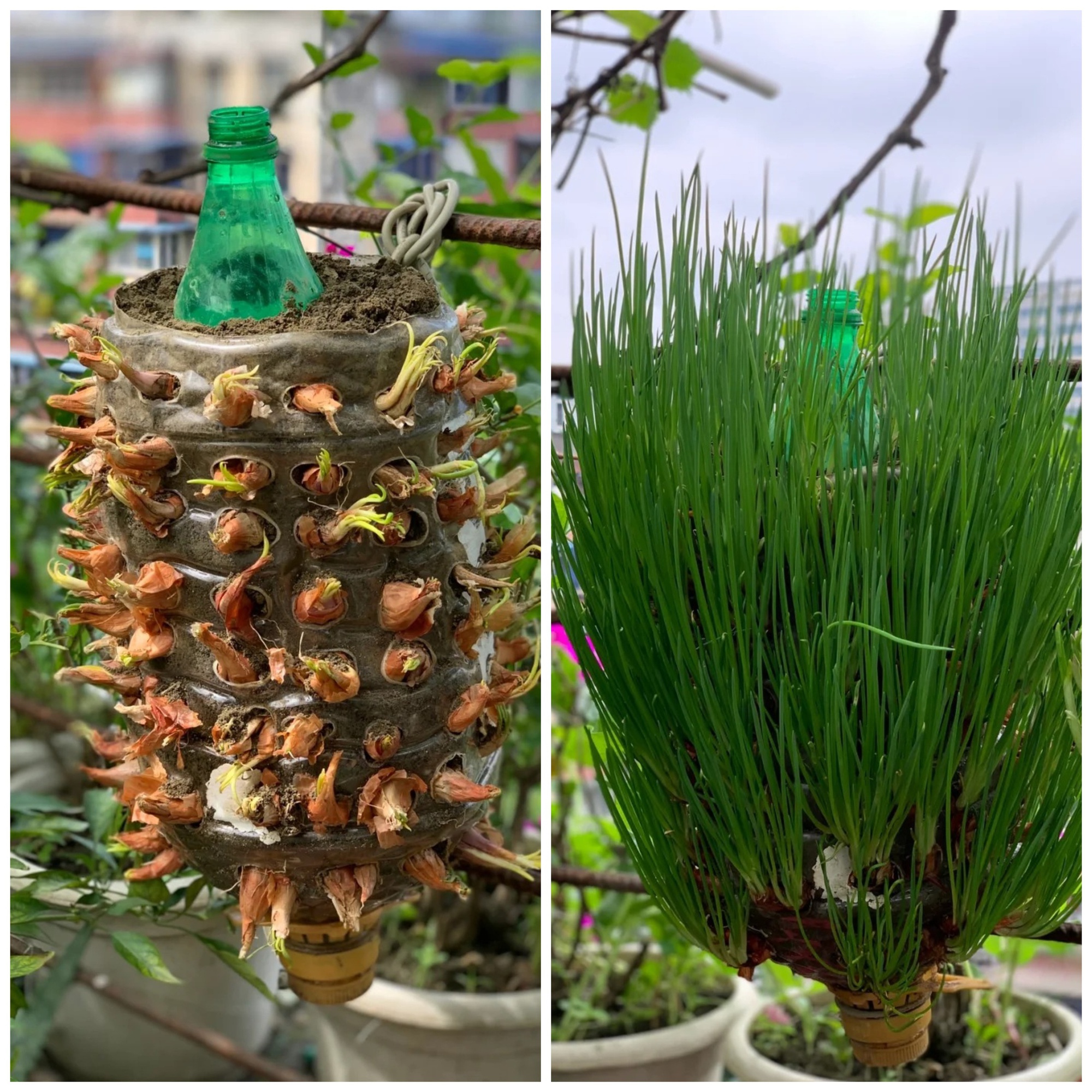 Từ chê “trồng rau là phong trào” đến nghiện thu hoạch: Lần đầu tôi hiểu vì sao người thành phố mê làm nông tại nhà- Ảnh 13.