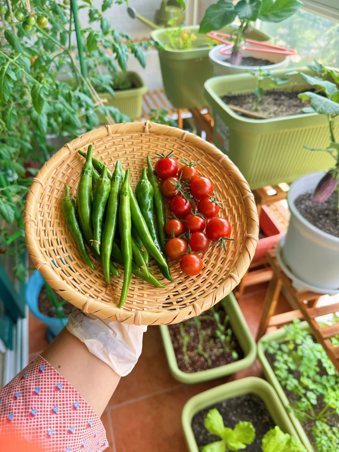 Từ chê “trồng rau là phong trào” đến nghiện thu hoạch: Lần đầu tôi hiểu vì sao người thành phố mê làm nông tại nhà- Ảnh 3.