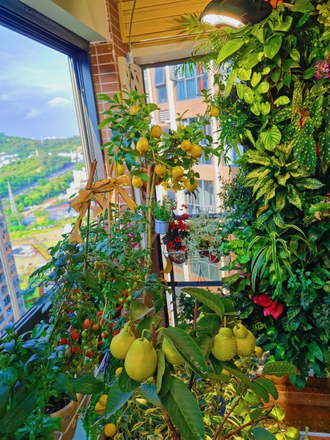 Từ chê “trồng rau là phong trào” đến nghiện thu hoạch: Lần đầu tôi hiểu vì sao người thành phố mê làm nông tại nhà- Ảnh 9.