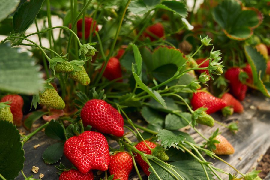 4 loại cây nên trồng tại ban công trong năm Bính Ngọ tăng vượng khí, giúp trường thọ- Ảnh 2.