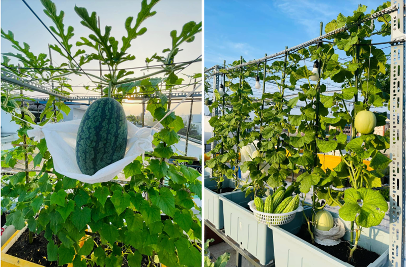 Ngắm khu vườn 80m2 phủ kín rau trái trên sân thượng của cô gái trẻ tại TP.HCM- Ảnh 3.