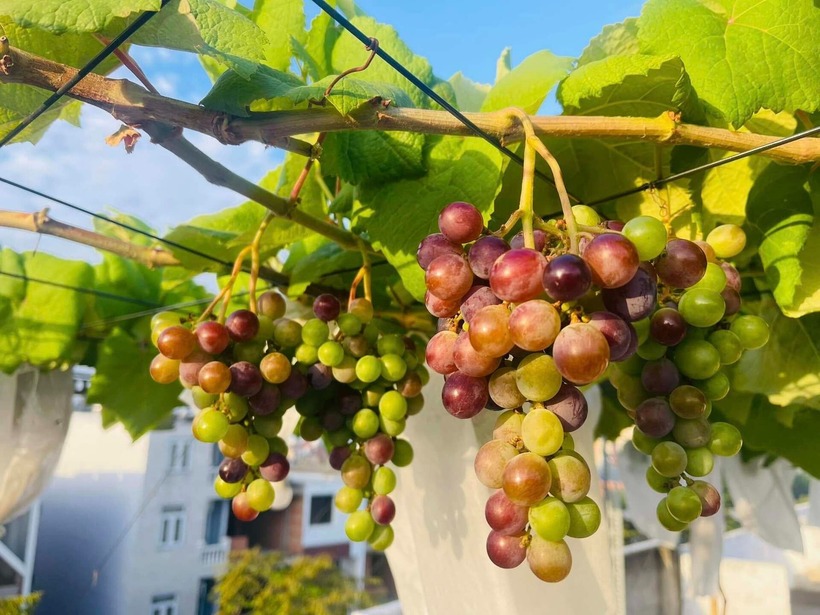 Ngắm khu vườn 80m2 phủ kín rau trái trên sân thượng của cô gái trẻ tại TP.HCM- Ảnh 4.