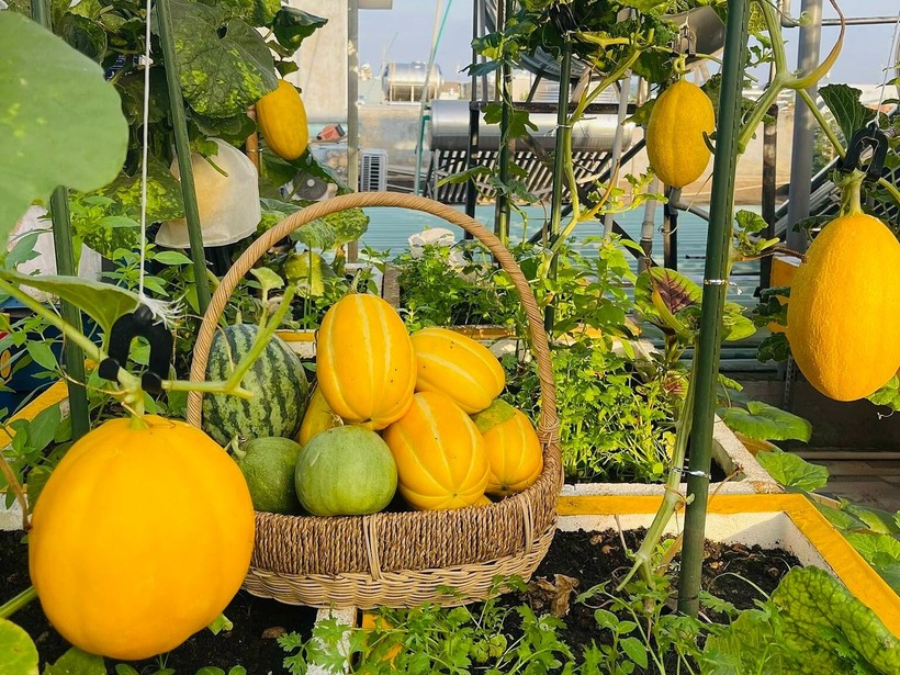 Ngắm khu vườn 80m2 phủ kín rau trái trên sân thượng của cô gái trẻ tại TP.HCM- Ảnh 7.