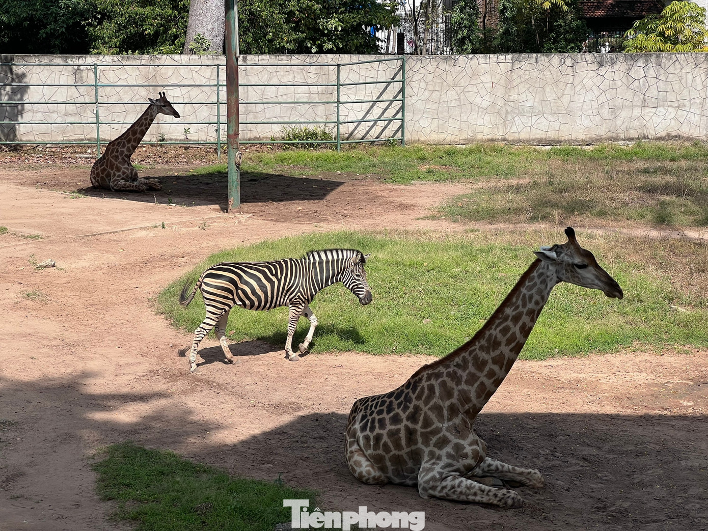 Thảo Cầm Viên Sài Gòn chật kín người du xuân- Ảnh 9.