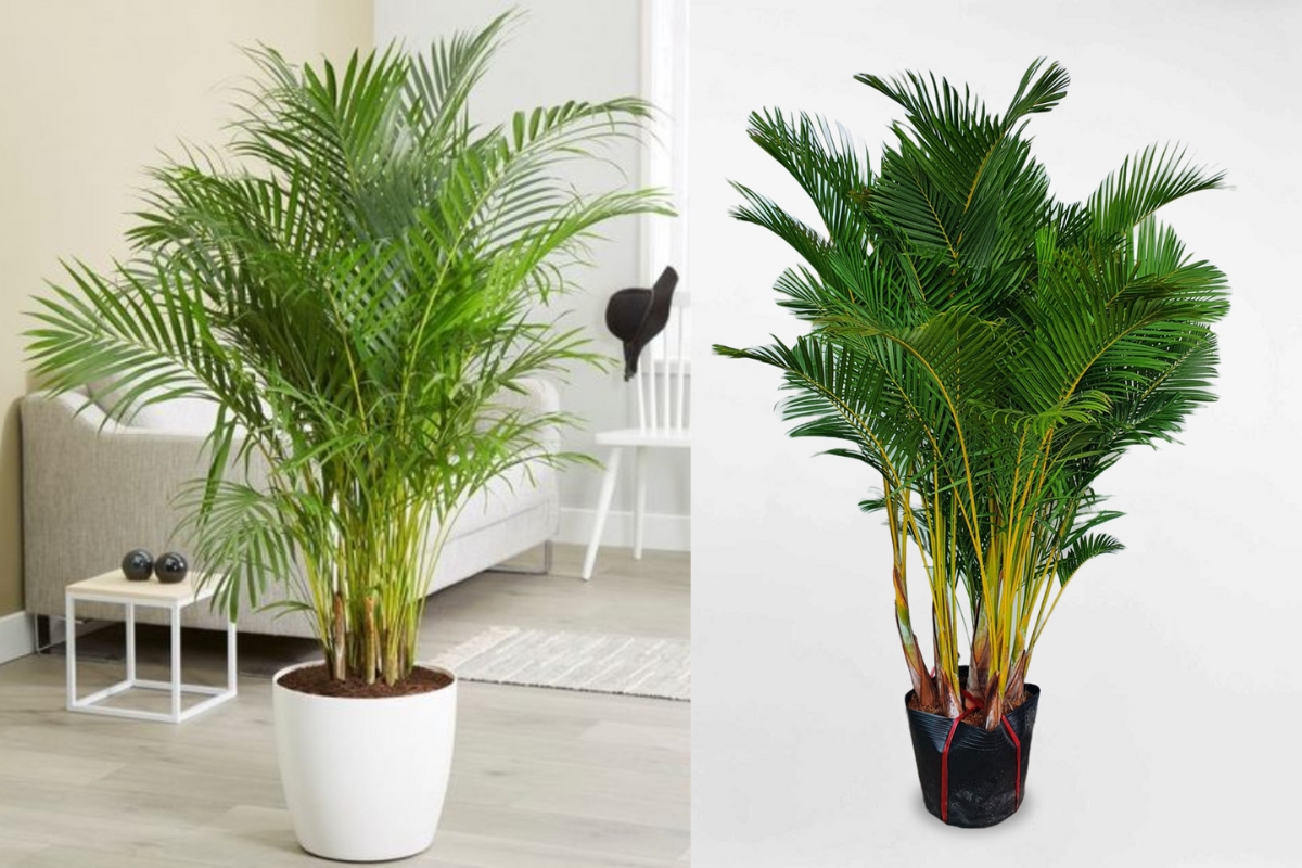 3 loại cây nên trồng trước cổng nhà năm Bính Ngọ để đón tài lộc, vượng khí - Ảnh 1.