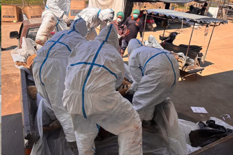 72 con hổ chết vì dịch bệnh tại Thái Lan, 108 người từng tiếp xúc đang được theo dõi sức khỏe- Ảnh 2. 72 con hổ chết vì dịch bệnh tại Thái Lan, 108 người từng tiếp xúc đang được theo dõi sức khỏe- Ảnh 2.