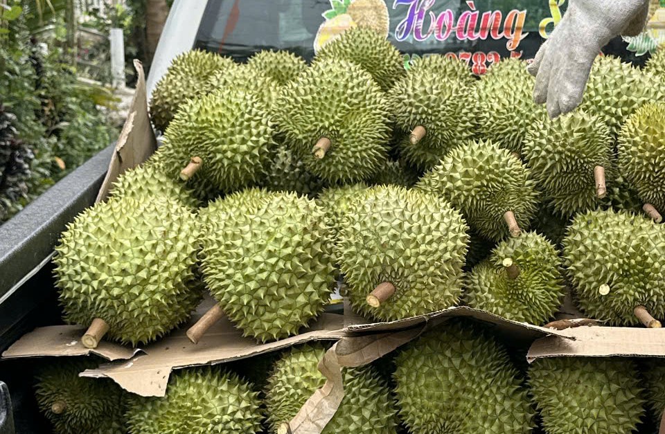 Giá sầu riêng tăng cao chót vót đầu năm 2026 , tiềm năng thị trường Trung Quốc - Ảnh 2.