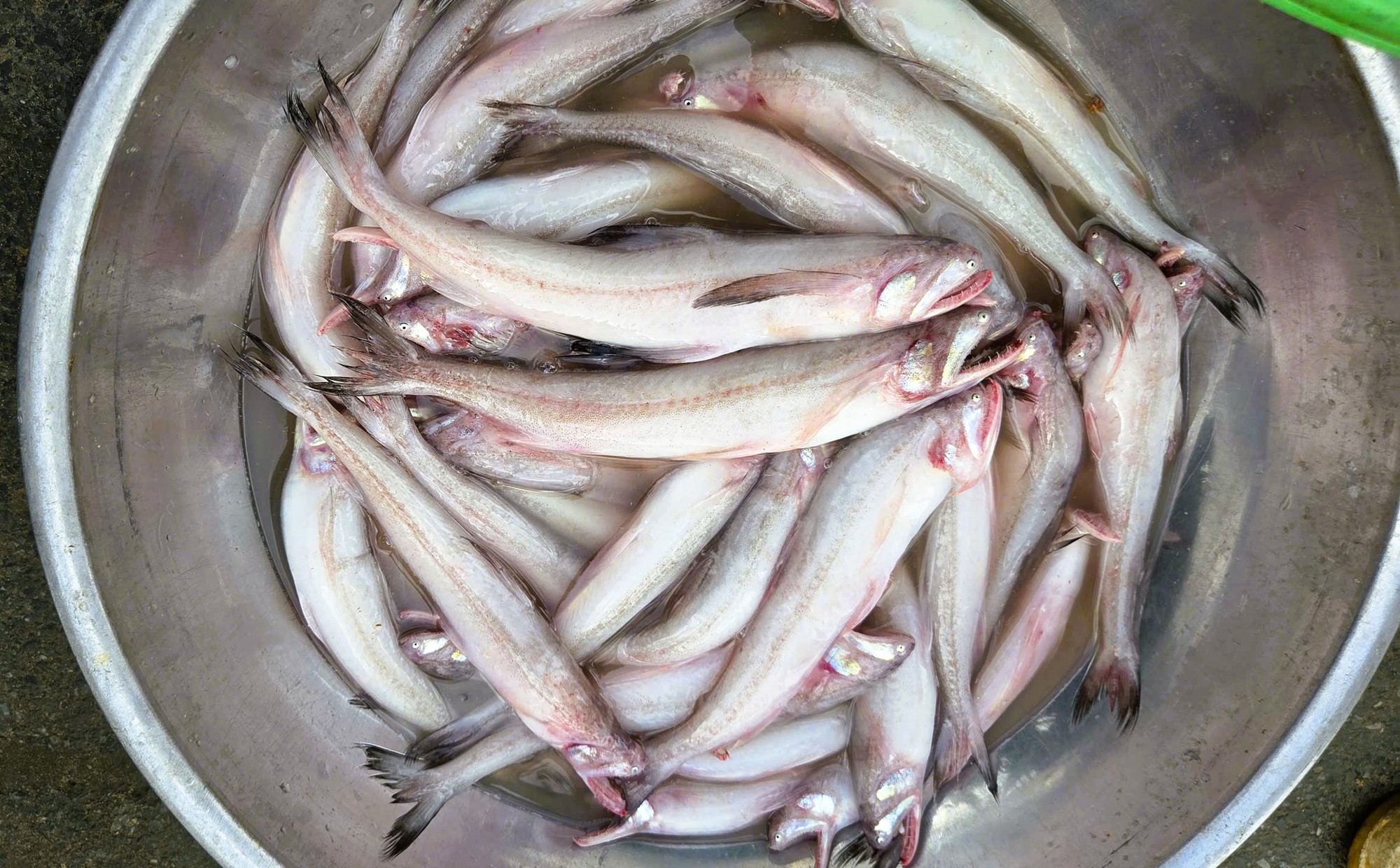 Gần 1 triệu đồng/kg cá khoai, ngư dân hồ hởi "xông biển" ngày đầu năm mới - Ảnh 1.