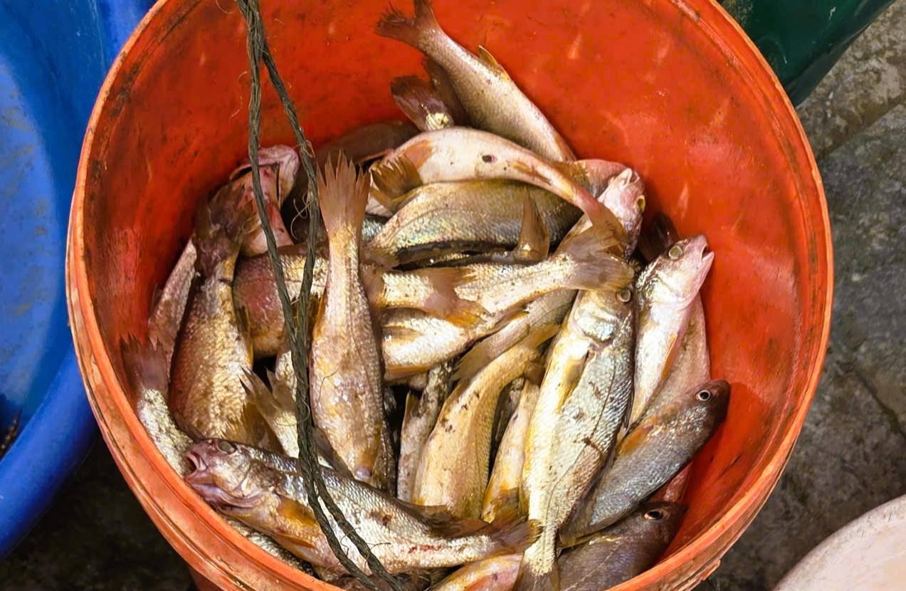 Gần 1 triệu đồng/kg cá khoai, ngư dân hồ hởi "xông biển" ngày đầu năm mới - Ảnh 6.