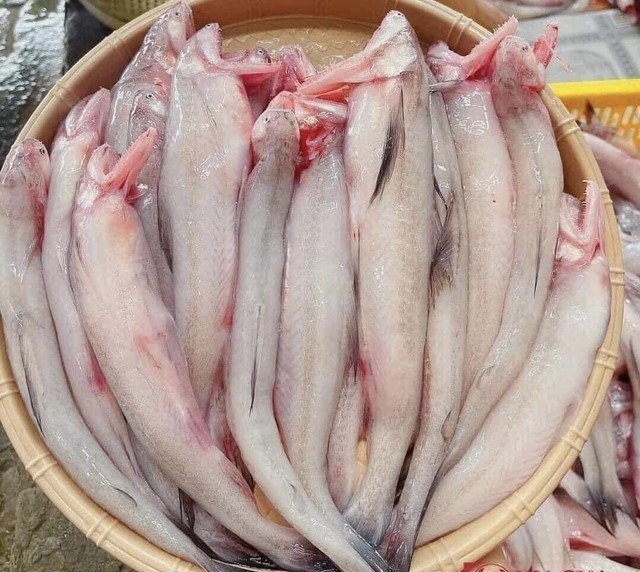 Loại cá mềm như cháo đang "cháy hàng" ngày đầu năm: Giá 1 triệu đồng/kg, có tiền chưa chắc mua được - Ảnh 4.