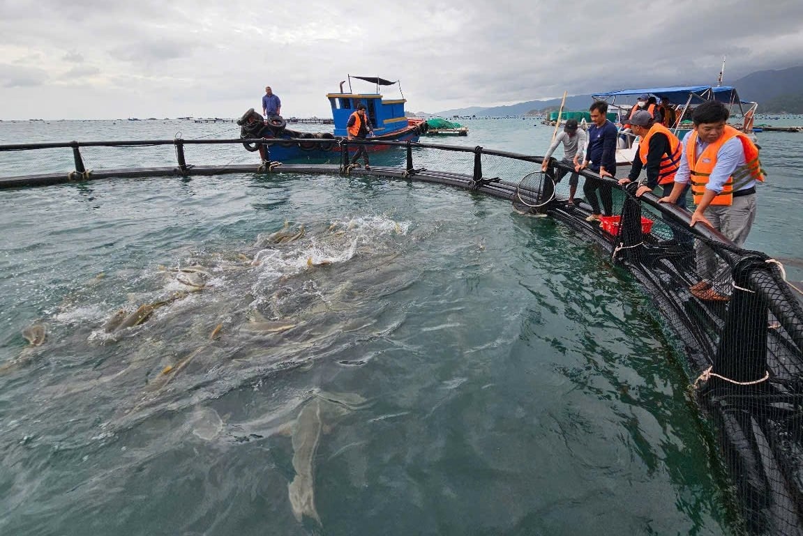 Dùng chiếc lồng kỳ diệu, ngư dân nuôi cá mú lãi gấp 3 lần, hàng trăm triệu đổ về túi- Ảnh 4.