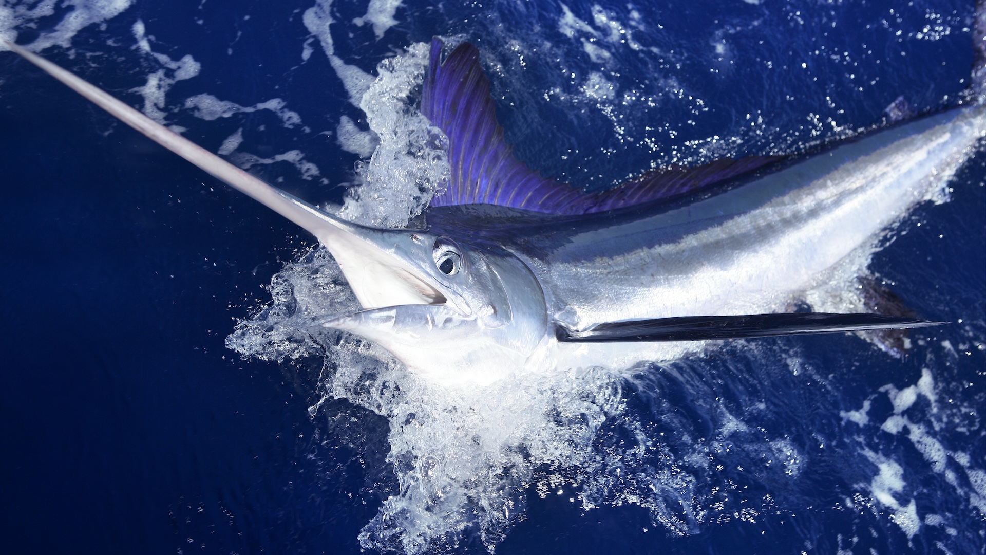 Cảnh báo: 5 loại cá có nguy cơ nhiễm kim loại nặng cao, ăn nhiều có thể hại sức khỏe- Ảnh 3.