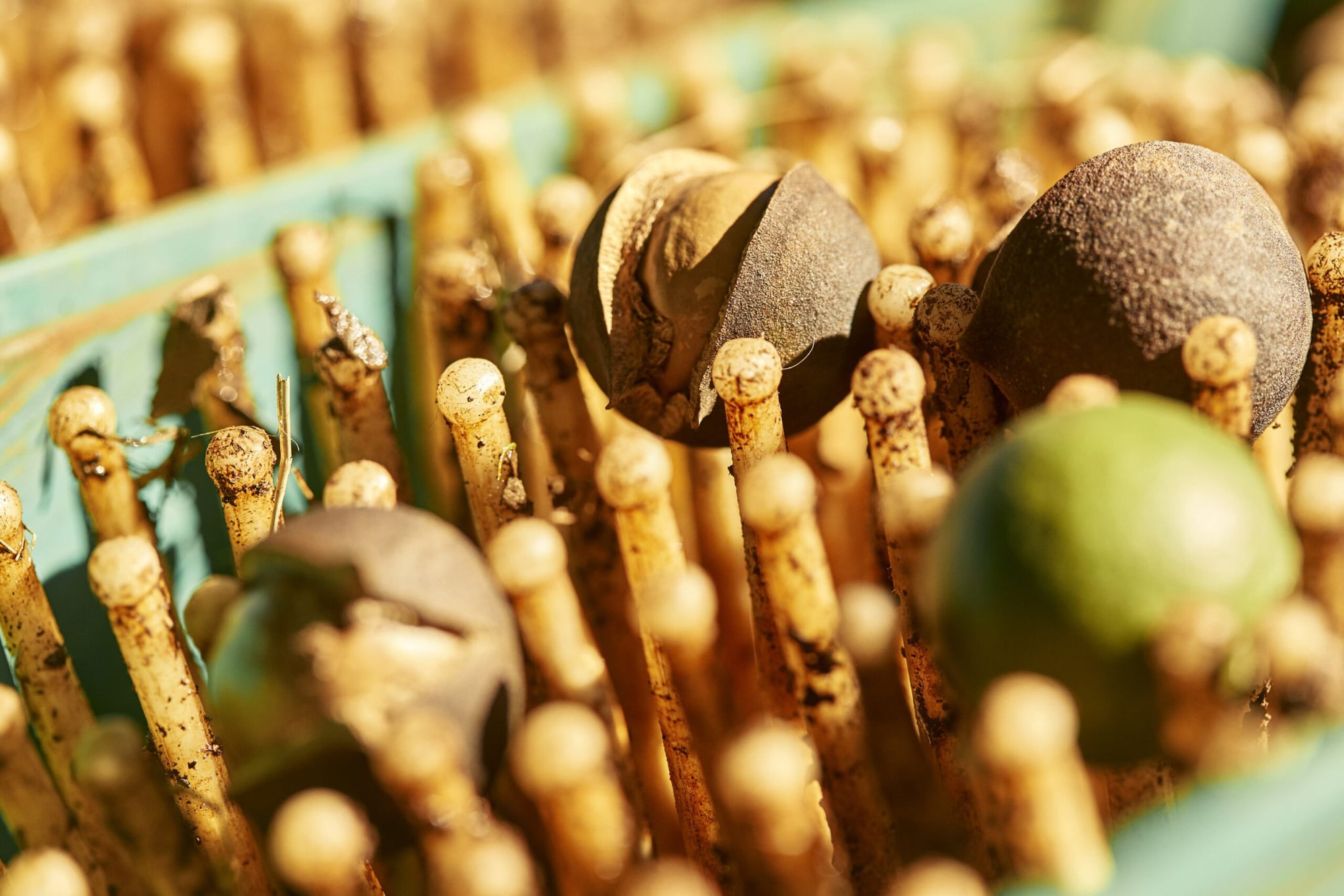 "Nữ hoàng các loại hạt" đắt đỏ bậc nhất thế giới, ví như vàng nâu: Việt Nam có hẳn 1 thủ phủ chuyên trồng- Ảnh 1.