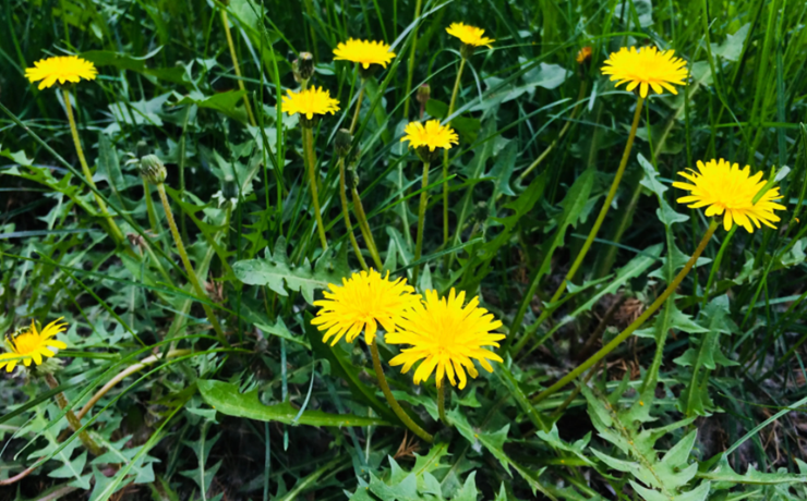 Loại cỏ dại nhưng được coi là “nữ hoàng thảo dược”, pha nước uống có loạt công dụng khiến nhiều người bất ngờ- Ảnh 1.