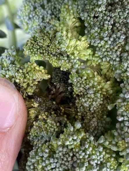 Nhờ lời cảnh báo của lão nông giàu kinh nghiệm, tôi sẽ không bao giờ mua loại bông cải xanh này nữa!- Ảnh 1.