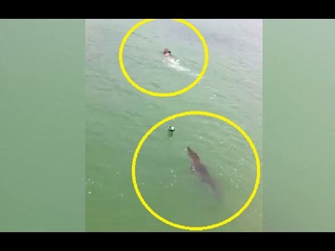 Bơi tại khu dự trữ sinh quyển, nam thanh niên bất ngờ bị "thủy quái" dài 3m truy đuổi - Ảnh 1.