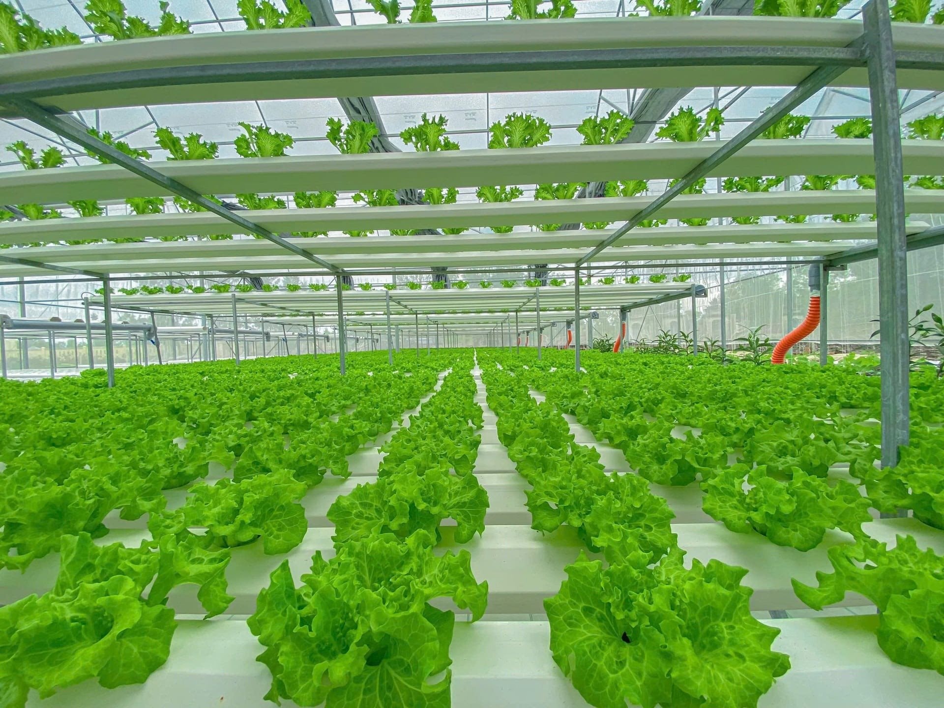 Anh kỹ sư lập trình bỏ phố về quê, xây 'resort 5 sao' cho rau, thu hút 10.000 người đến- Ảnh 1.