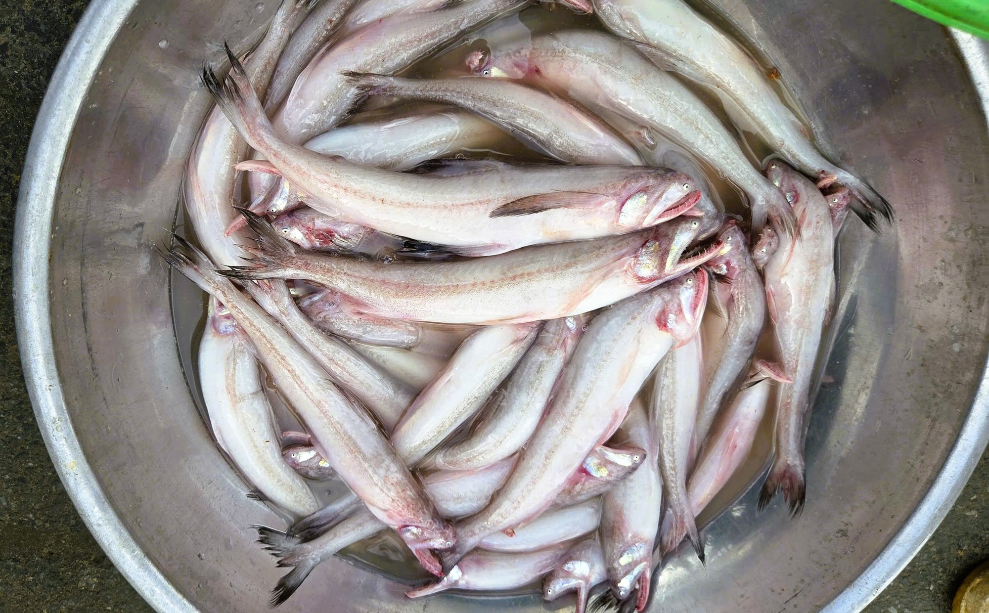 Loại cá mềm như cháo đang "cháy hàng" ngày đầu năm: Giá 1 triệu đồng/kg, có tiền chưa chắc mua được - Ảnh 1.